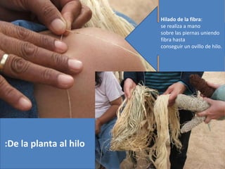 Hilado de la fibra:
                        se realiza a mano
                        sobre las piernas uniendo
                        fibra hasta
                        conseguir un ovillo de hilo.




:De la planta al hilo
 