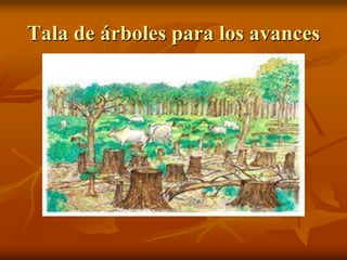 Tala de árboles para los avances
 