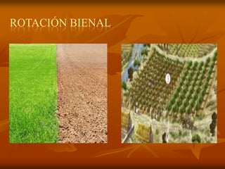 ROTACIÓN BIENAL
 