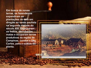 Em busca de novas
terras, os fazendeiros
expandiram as
plantações de café em
direção ao oeste paulista
na segunda metade do
século XIX. Expulsaram
os Índios, derrubaram
matas e ocuparam terras
produtivas da região de
Campinas, Jundiaí e São
Carlos, para o cultivo da
planta.
 