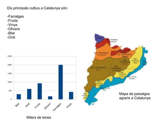 1.1 PAISATGES AGRARIS
I CONREUS
Els principals cultius a Catalunya són:
-Farratges
-Fruita
-Vinya
-Olivera
-Blat
-Ordi
Mapa de paisatges
agraris a Catalunya0
500
1000
1500
2000
2500
Milers de tones
 