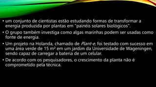 • um conjunto de cientistas estão estudando formas de transformar a
energia produzida por plantas em "painéis solares biológicos".
• O grupo também investiga como algas marinhas podem ser usadas como
fonte de energia.
• Um projeto na Holanda, chamado de Plant-e, foi testado com sucesso em
uma área verde de 15 m² em um jardim da Universidade de Wageningen,
sendo capaz de carregar a bateria de um celular.
• De acordo com os pesquisadores, o crescimento da planta não é
comprometido pela técnica.
 