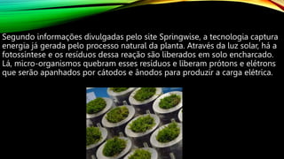 Segundo informações divulgadas pelo site Springwise, a tecnologia captura
energia já gerada pelo processo natural da planta. Através da luz solar, há a
fotossíntese e os resíduos dessa reação são liberados em solo encharcado.
Lá, micro-organismos quebram esses resíduos e liberam prótons e elétrons
que serão apanhados por cátodos e ânodos para produzir a carga elétrica.
 