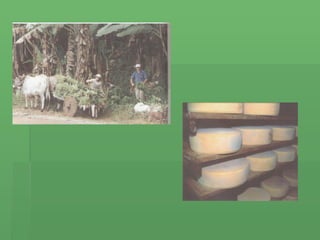 Economia  De  Rodeio