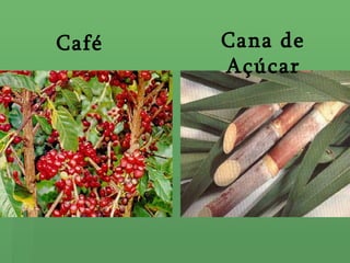 Café   Cana de
       Açúcar
 