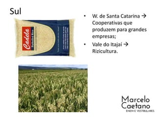 Sul • W. de Santa Catarina 
Cooperativas que
produzem para grandes
empresas;
• Vale do Itajaí 
Rizicultura.
 