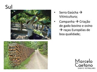 Sul
• Serra Gaúcha 
Vitinicultura;
• Campanha  Criação
de gado bovino e ovino
 raças Européias de
boa qualidade;
 