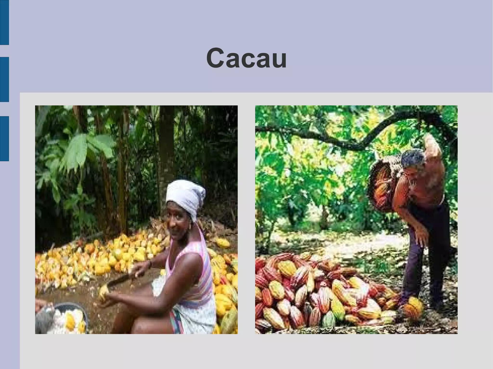 Cacau 