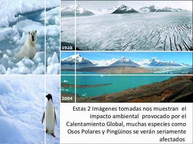 Estas 2 Imágenes tomadas nos muestran elimpacto ambiental provocado por elCalentamiento Global, muchas especies comoOsos P...
