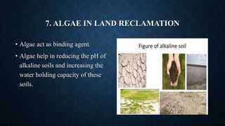 7. ALGAE IN LAND RECLAMATION
• Algae act as binding agent.
• Algae help in reducing the pH of
alkaline soils and increasin...