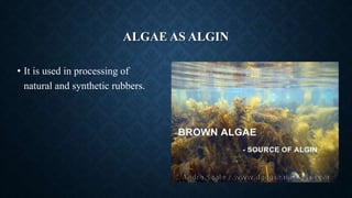 ALGAE AS ALGIN
• It is used in processing of
natural and synthetic rubbers.
 