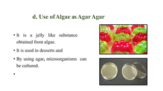 d. Use ofAlgae asAgarAgar
• It is a jelly like substance
obtained from algae.
• It is used in desserts and
• By using agar...