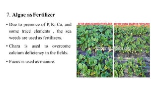 7. Algae asFertilizer
• Due to presence of P, K, Ca, and
some trace elements , the sea
weeds are used as fertilizers.
• Ch...