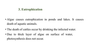 3. Eutrophication
• Algae causes eutrophication in ponds and lakes. It causes
death of aquatic animals.
• The death of cat...