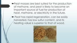 Peat mosses are best suited for the production
 of methane, and peat is likely to become an
 important source of fuel for production of
 heat, methane, or electricity in the future.
 Peat has rapid regeneration, can be easily
 harvested, has low sulfur content, and its
 heating value is superior to that of wood.
 