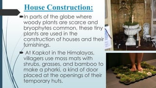House Construction:
In parts of the globe where
 woody plants are scarce and
 bryophytes common, these tiny
 plants are used in the
 construction of houses and their
 furnishings.
 At Kapkot in the Himalayas,
 villagers use moss mats with
 shrubs, grasses, and bamboo to
 make a pharki, a kind of door
 placed at the openings of their
 temporary huts.
 