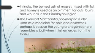 In India, the burned ash of mosses mixed with fat
 and honey is used as an ointment for cuts, burns
 and wounds in the Himalayan region.
The liverwort Marchantia polymorpha is also
 used as a medicine for boils and abscesses,
 perhaps because the young archegoniophore
 resembles a boil when it first emerges from the
 thallus.
 