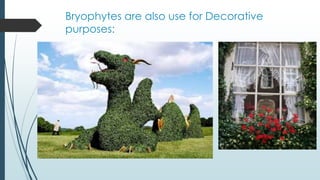 Bryophytes are also use for Decorative
purposes:
 