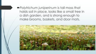 Polytrichum juniperinum is tall moss that
 holds soil in place, looks like a small tree in
 a dish garden, and is strong enough to
 make brooms, baskets, and door mats.
 