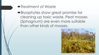 Treatment of Waste
Bryophytes show great promise for
 cleaning up toxic waste. Peat mosses
 (Sphagnum) are even more suitable
 than other kinds of mosses.
 
