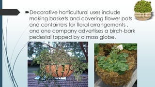 Decorative horticultural uses include
 making baskets and covering flower pots
 and containers for floral arrangements ,
 and one company advertises a birch-bark
 pedestal topped by a moss globe.
 