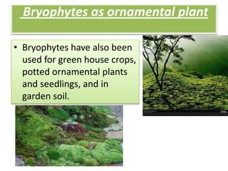 Bryophytes as ornamental plant

• Bryophytes have also been
  used for green house crops,
  potted ornamental plants
  and seedlings, and in
  garden soil.
 