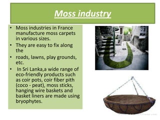 Moss industry
• Moss industries in France
  manufacture moss carpets
  in various sizes.
• They are easy to fix along
  the
• roads, lawns, play grounds,
  etc.
• In Sri Lanka,a wide range of
  eco-friendly products such
  as coir pots, coir fiber pith
  (coco - peat), moss sticks,
  hanging wire baskets and
  basket liners are made using
  bryophytes.
 