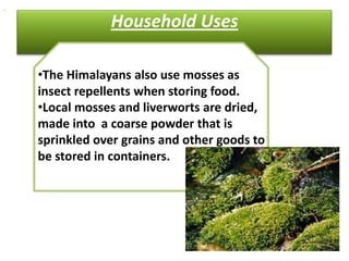 .

                Household Uses

    •The Himalayans also use mosses as
    insect repellents when storing food.
    •Local mosses and liverworts are dried,
    made into a coarse powder that is
    sprinkled over grains and other goods to
    be stored in containers.
 