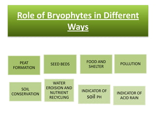 Role of Bryophytes in Different
              Ways


   PEAT                         FOOD AND      POLLUTION
                 SEED BEDS
FORMATION                        SHELTER


                   WATER
    SOIL       EROISION AND
                 NUTRIENT     INDICATOR OF
CONSERVATION                                 INDICATOR OF
                 RECYCLING       soil PH       ACID RAIN
 