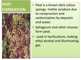PEAT        • Peat is a brown dark colour
FORMATION     spongy matter produce due
              to compression and
              carbonization by deposits
              and water.
            • Sphagnum and other mosses
              form peat.
            • used in horticulture, making
              ethyl alcohol and illuminating
              gas.
 