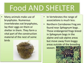 Food AND SHELTER
• Many animals make use of         • In Vertebrates the range of
  bryophytes. Numerous               associations is much less.
  invertebrates eat bryophytes,    • Northern Corroboree Frog are
  lay their eggs on them or          found near Sphagnum bogs .
  shelter in them. They form a       These endangered frogs breed
  vital part of the construction     in Sphagnum bogs in the
  material of the nest of some       alpine and sub-alpine areas
  birds                              but move away from boggy
                                     areas outside of the breeding
                                     season.
 