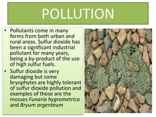 POLLUTION
• Pollutants come in many
  forms from both urban and
  rural areas. Sulfur dioxide has
  been a significant industrial
  pollutant for many years,
  being a by-product of the use
  of high sulfur fuels.
• Sulfur dioxide is very
  damaging but some
  bryophytes are highly tolerant
  of sulfur dioxide pollution and
  examples of these are the
  mosses Funaria hygrometrica
  and Bryum argenteum
 