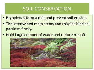 SOIL CONSERVATION
• Bryophytes form a mat and prevent soil erosion.
• The intertwined moss stems and rhizoids bind soil
  particles firmly.
• Hold large amount of water and reduce run off.
 
