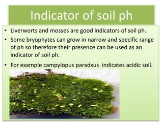 Indicator of soil ph
• Liverworts and mosses are good indicators of soil ph.
• Some bryophytes can grow in narrow and specific range
  of ph so therefore their presence can be used as an
  indicator of soil ph.
• For example campylopus paradxus indicates acidic soil.
 