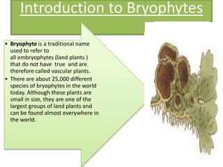 Introduction to Bryophytes
• Bryophyte is a traditional name
  used to refer to
  all embryophytes (land plants )
  that do not have true and are
  therefore called vascular plants.
• There are about 25,000 different
  species of bryophytes in the world
  today. Although these plants are
  small in size, they are one of the
  largest groups of land plants and
  can be found almost everywhere in
  the world.
 