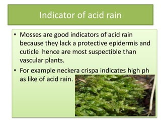 Indicator of acid rain
• Mosses are good indicators of acid rain
  because they lack a protective epidermis and
  cuticle hence are most suspectible than
  vascular plants.
• For example neckera crispa indicates high ph
  as like of acid rain.
 