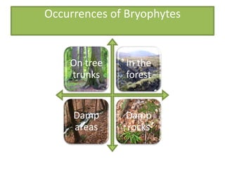 Occurrences of Bryophytes


    On tree    In the
    trunks     forest


     Damp     Damp
     areas    rocks
 