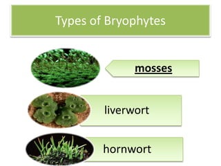 Types of Bryophytes


              mosses


        liverwort


        hornwort
 