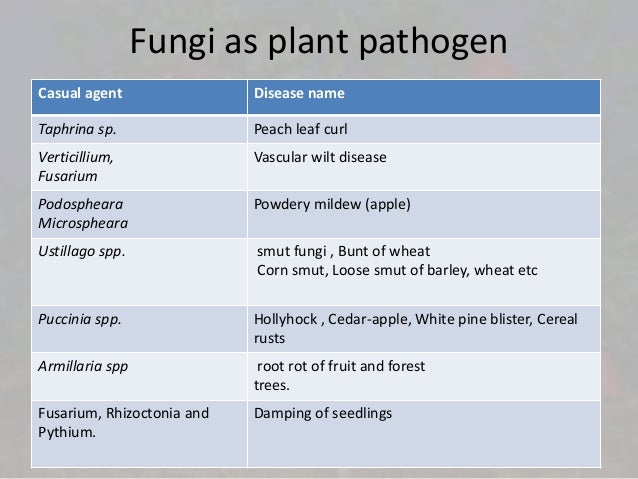 Economically important higher fungi