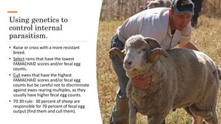 Using genetics to
control internal
parasitism.
• Raise or cross with a more resistant
breed.
• Select rams that have the l...