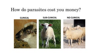 How do parasites cost you money?
CLINICAL SUB-CLINICAL NO CLINICAL
 