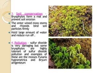 Economic and Ecological Importance of Bryophytes.pptx