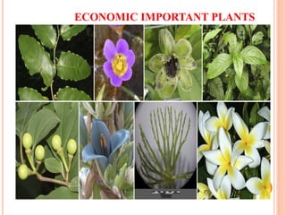 Origin of Cultivated plants, Crop Domestication and Germplasm Diversity |  PDF
