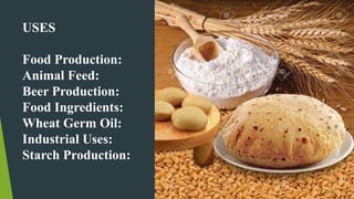 USES
Food Production:
Animal Feed:
Beer Production:
Food Ingredients:
Wheat Germ Oil:
Industrial Uses:
Starch Production:
 
