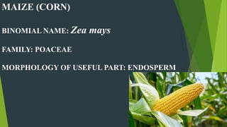 MAIZE (CORN)
BINOMIAL NAME: Zea mays
FAMILY: POACEAE
MORPHOLOGY OF USEFUL PART: ENDOSPERM
 
