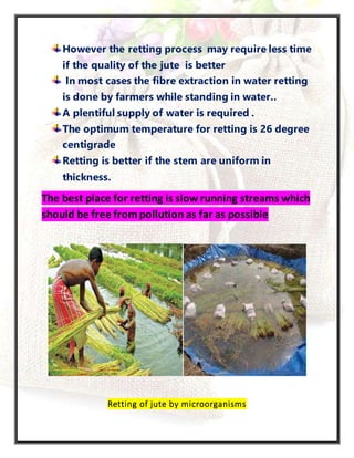 Extraction of fibre of Jute | DOCX