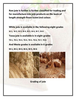Extraction of fibre of Jute