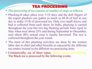 TEA PROCESSING
 The processing of tea consists of number of steps as follows:
 Plucking-It takes place over 7-14 days and the deft fingers of
the expert pluckers can gather as much as 60 lb of leaf in one
day to make 15 lb of processed tea. Only two small leaves and
bud is collected from each shoot. In India, plucking is carried
throughout the year but two big flushing periods from April to
May when near about 25% and during September to December,
near about 40% annual crop is mostly harvested. The rest is
collected throughout the year round.
 The most of this plucking activities are done by the women
labor due to chief and other benefits as enjoyed by the different
tea estates located in the different tea processing units.
 Commercially, tea of three types- Black, Green and Oolong.
The Black tea is processed by the following events.
 