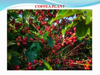 COFFEA PLANT
 