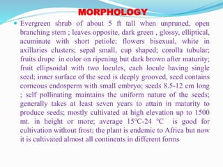 MORPHOLOGY
 Evergreen shrub of about 5 ft tall when unpruned, open
branching stem ; leaves opposite, dark green , glossy, elliptical,
acuminate with short petiole; flowers bisexual, white in
axillaries clusters; sepal small, cup shaped; corolla tubular;
fruits drupe in color on ripening but dark brown after maturity;
fruit ellipsoidal with two locules, each locule having single
seed; inner surface of the seed is deeply grooved, seed contains
corneous endosperm with small embryo; seeds 8.5-12 cm long
; self pollinating maintains the uniform nature of the seeds;
generally takes at least seven years to attain in maturity to
produce seeds; mostly cultivated at high elevation up to 1500
mt. in height or more; average 15℃-24 ℃ is good for
cultivation without frost; the plant is endemic to Africa but now
it is cultivated almost all continents in different forms
 